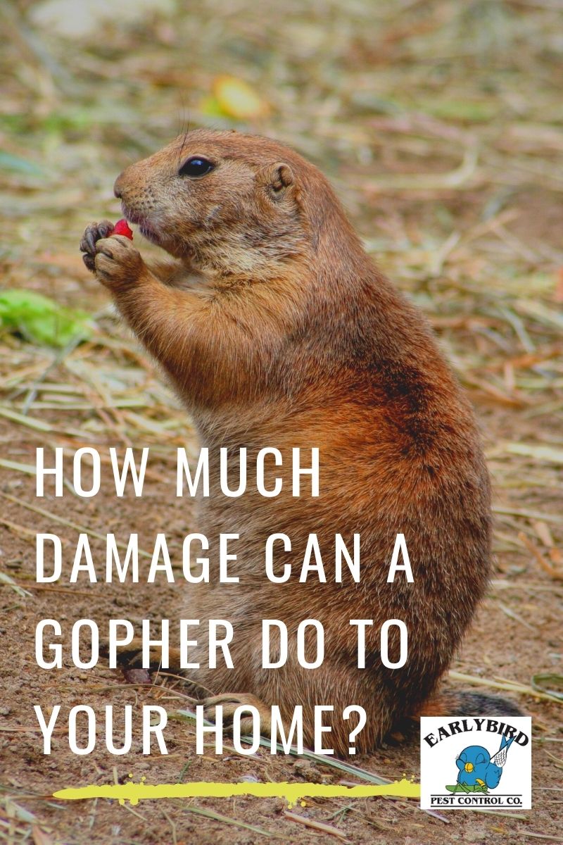 How Much Damage Can A Gopher Do To Your Home?