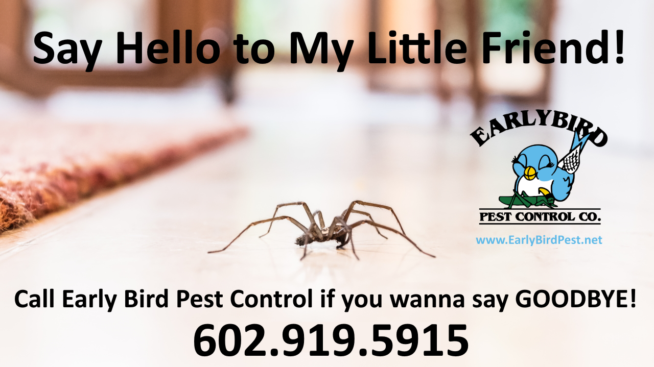 Spiders of the Southeast - Turner Pest Control