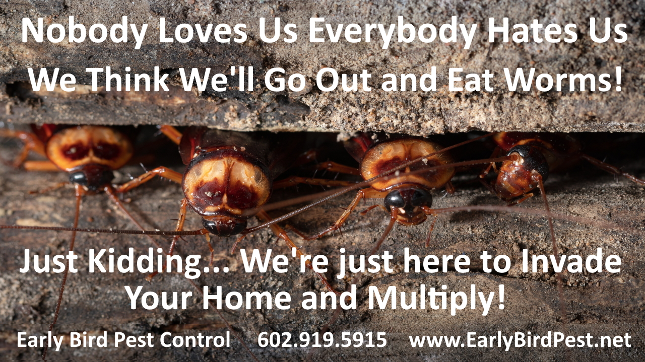 Cockroaches Ants Scorpions Bug and insect exterminator and pest control in Phoenix West Valley including Avondale AZ