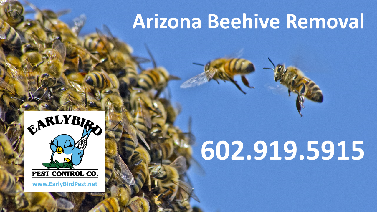 Avondale Beehive Removal Bee Pest Control Exterminator hornets wasps removal Avondale Arizona