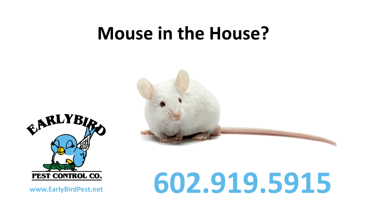 Mouse in your Avondale Arizona house mouse mice rodent exterminator and pest control