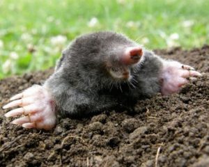 What's the Difference Between Moles and Gophers