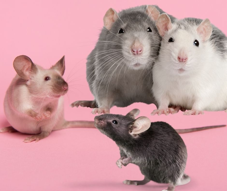 What Are The Differences Between Mice and Rats?