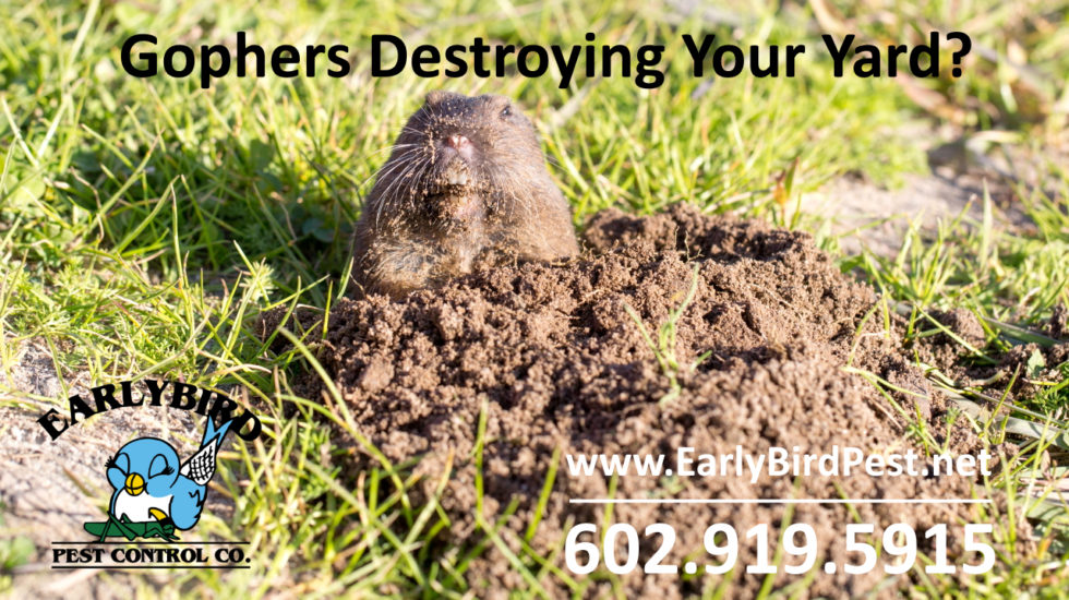 Glendale Pest Control Exterminator | Early Bird Pest Control