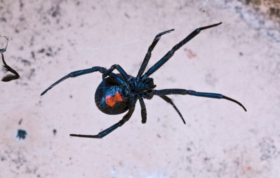 Araña viuda negra