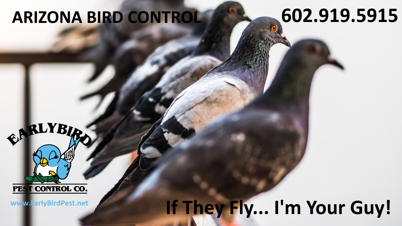 Paradise Valley bird control pest bird removal