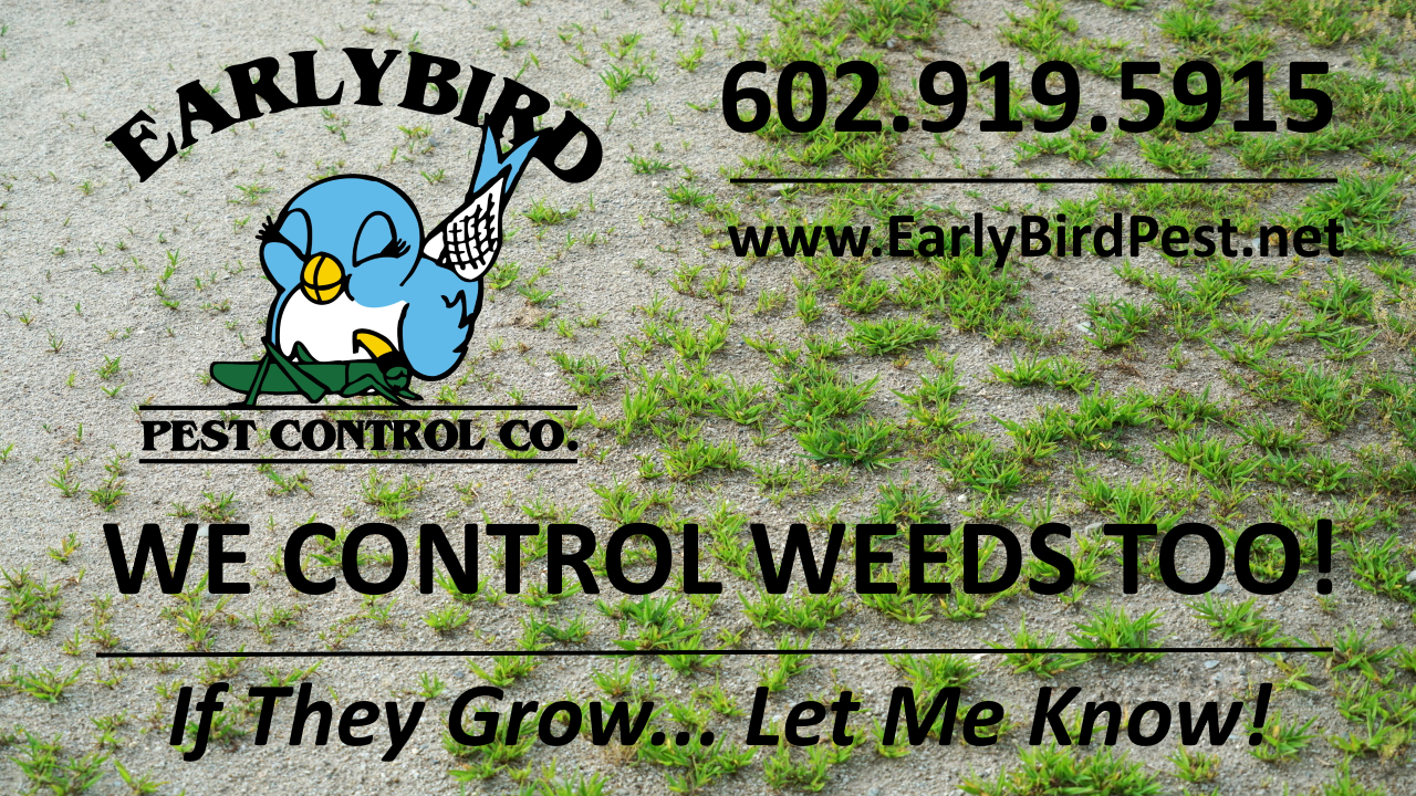 Weed control service weed spraying in Paradise Valley Arizona