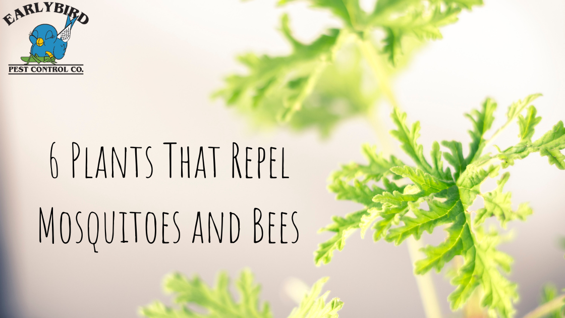 6 Plants That Repel Mosquitoes and Bees