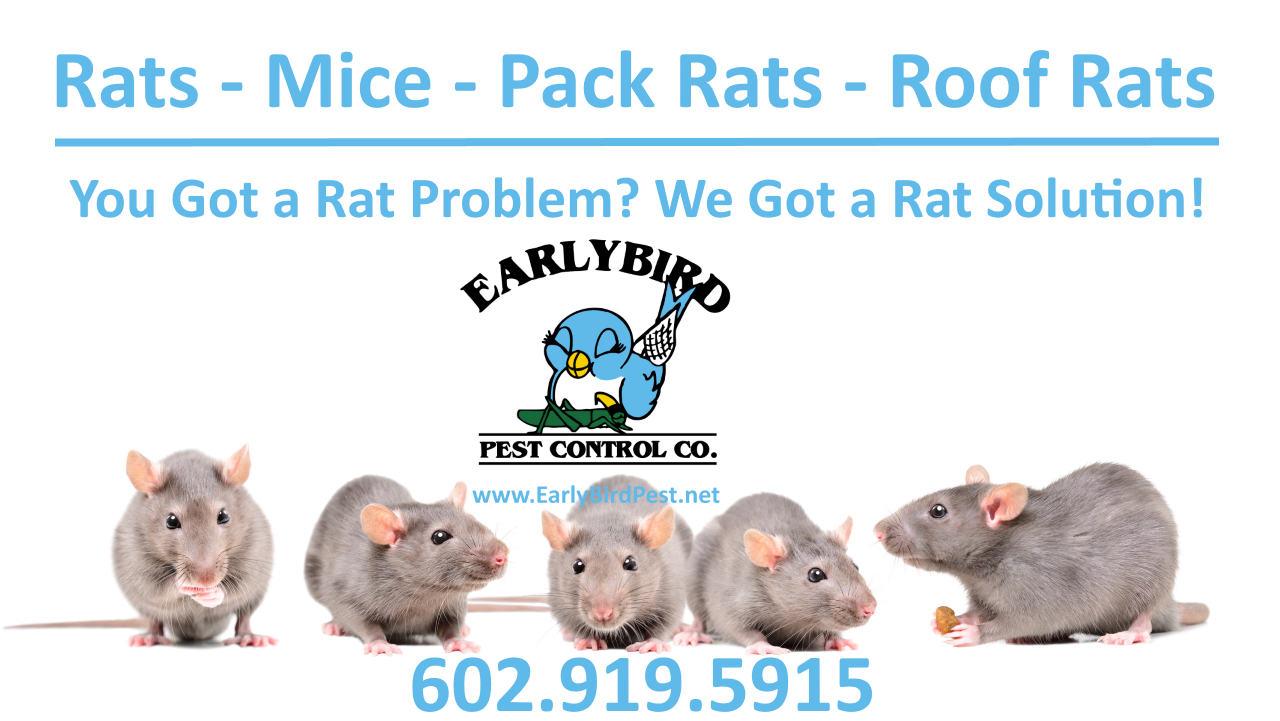 The Fastest Way to Get Rid of Rats - Malum Southern Pest & Bird
