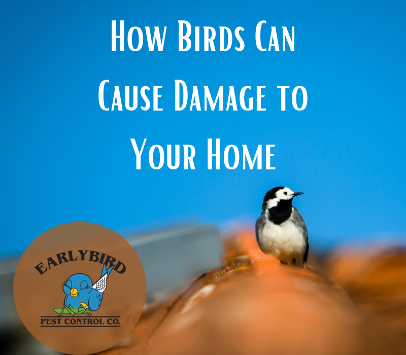 How Birds Can Cause Damage to Your Home