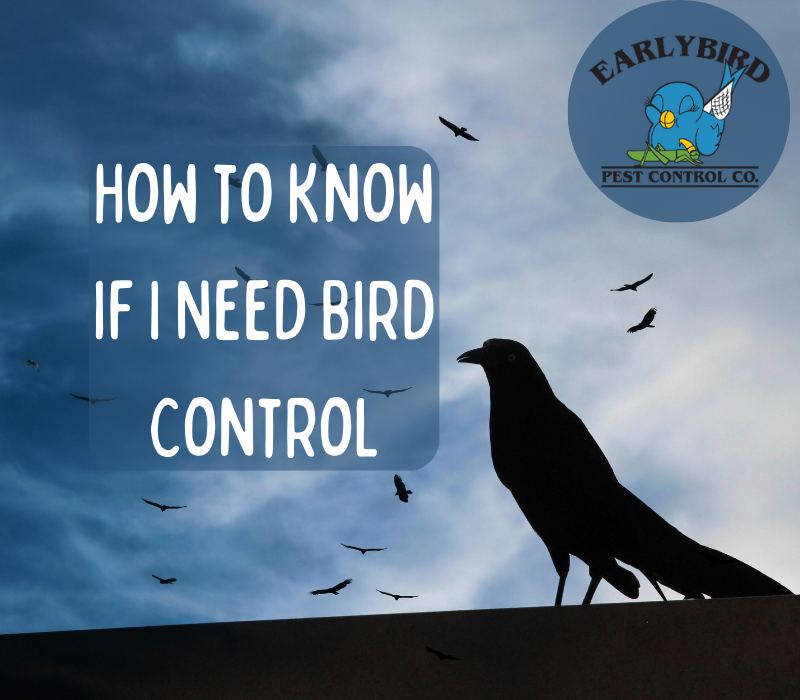 How To Know If I Need Bird Control | Early Bird Pest Control