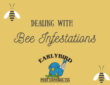 Dealing with Bee Infestations in Arizona – Safe Removal