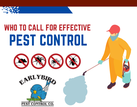 Who to Call for Effective Pest Control Solutions