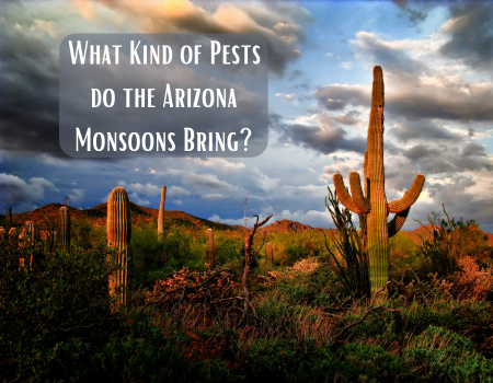 What Kind of Pests do the Arizona Monsoons Bring?