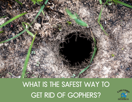What is the Safest Way to Get Rid of Gophers?