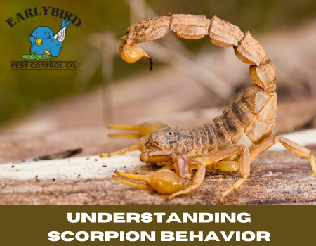 Understanding Scorpion Behavior