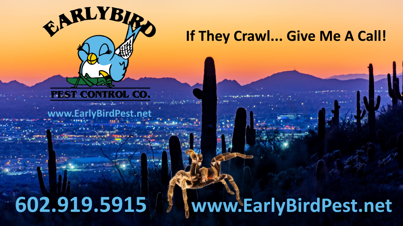 Early Bird Pest Control Avondale Arizona Spider Exterminator and Pest Control Service