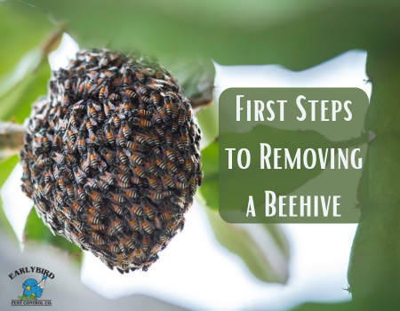 First Steps to Removing a Beehive