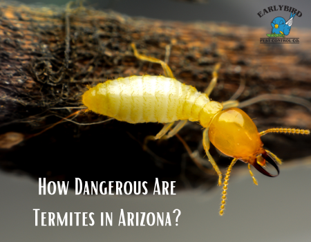 How Dangerous Are Termites in Arizona?