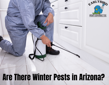 Are There Winter Pests in Arizona?