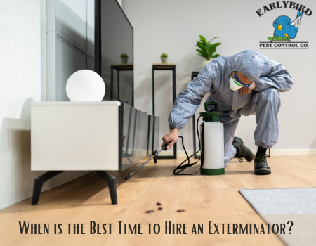 When is the Best Time to Hire an Exterminator?