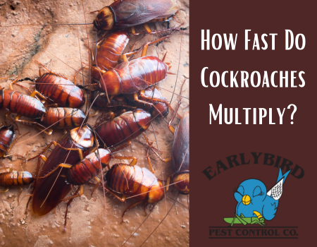 How Fast Do Cockroaches Multiply?