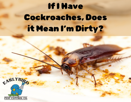 If I Have Cockroaches, Does it Mean I’m Dirty?