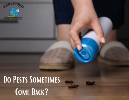 Do Pests Sometimes Come Back?