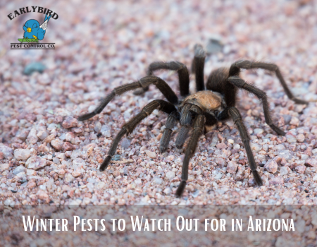 Winter Pests to Watch Out for in Arizona