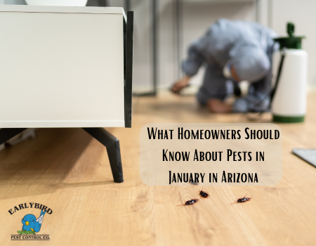 What Homeowners Should Know About Pests in January in Arizona